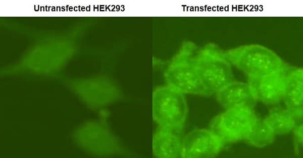 Anti-Firefly Luciferase antibody(AB21176)
