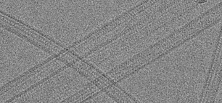 Microtubules 39000 Kid21767880