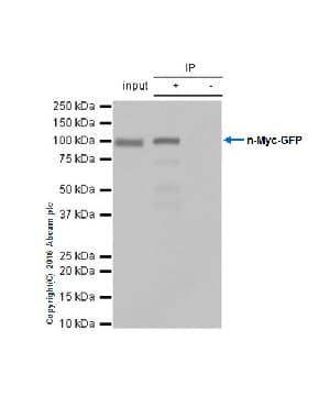 Anti-n-Myc/MYCN antibody [EPR18982-13](AB189528)