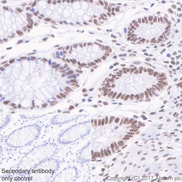 Anti-Mre11 antibody [EPR21027] - BSA and Azide free(AB230381)
