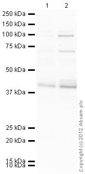 HeLa nuclear extract lysate(AB150036)