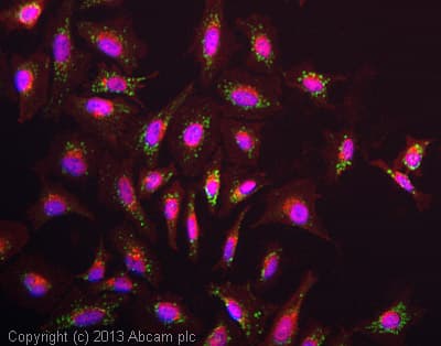 Anti-Complex IV Immunocapture antibody [31E91B82G9](AB109863)