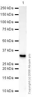 Anti-Glucose Transporter GLUT4 antibody [mAbcam48547](AB48547)
