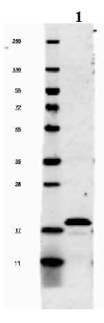 Anti-IL-1 beta antibody(AB205924)
