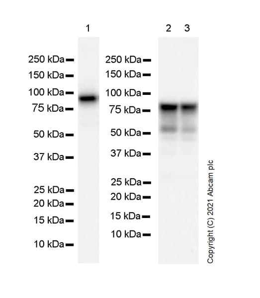 Anti-DDX4 / MVH antibody [RM1022] - BSA and Azide free(AB284612)