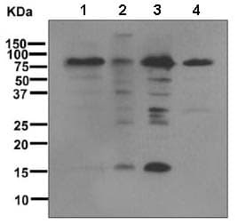 Sumo 1 Antibody Ep298 Bsa And Azide Free Ab248491  Western Blot Img101102