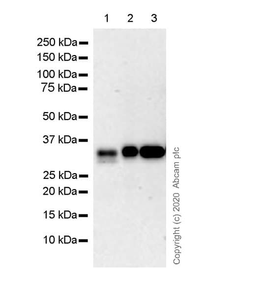 Anti-mouse IgG for IP (HRP)(AB131368)