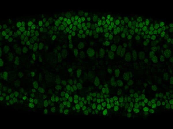 Pou Domain 2 Antibody 6g6ac11 Ab201325  Immunocytochemistry Immunofluorescence Img80493