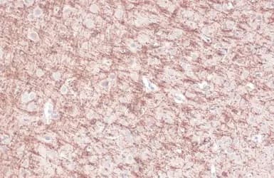 Anti-CNPase antibody(AB227218)