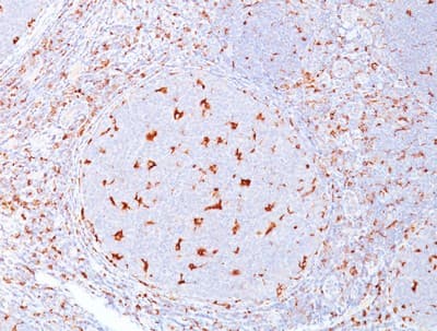 Anti-CD68 antibody [C68/684](AB201340)