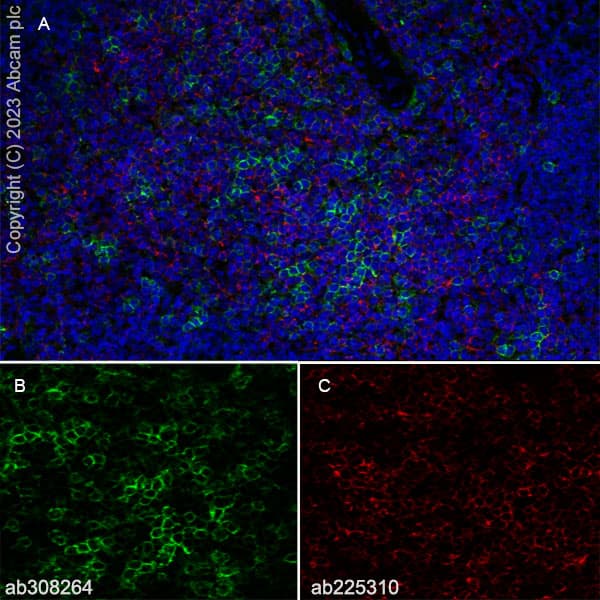 Goat Anti-Rat IgG H&L (Alexa Fluor® 488)(AB150157)