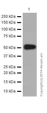Anti-alpha Tubulin antibody [EP1332Y] - Microtubule Marker(AB52866)