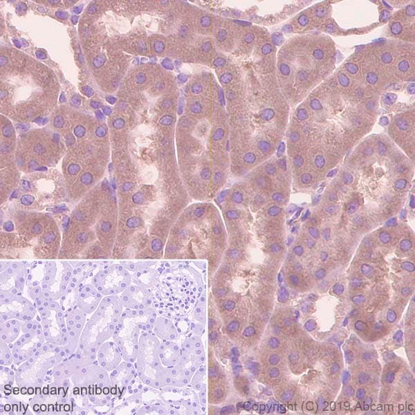 Anti-EIF2S1 antibody [EPR23098-50] - BSA and Azide free(AB263951)
