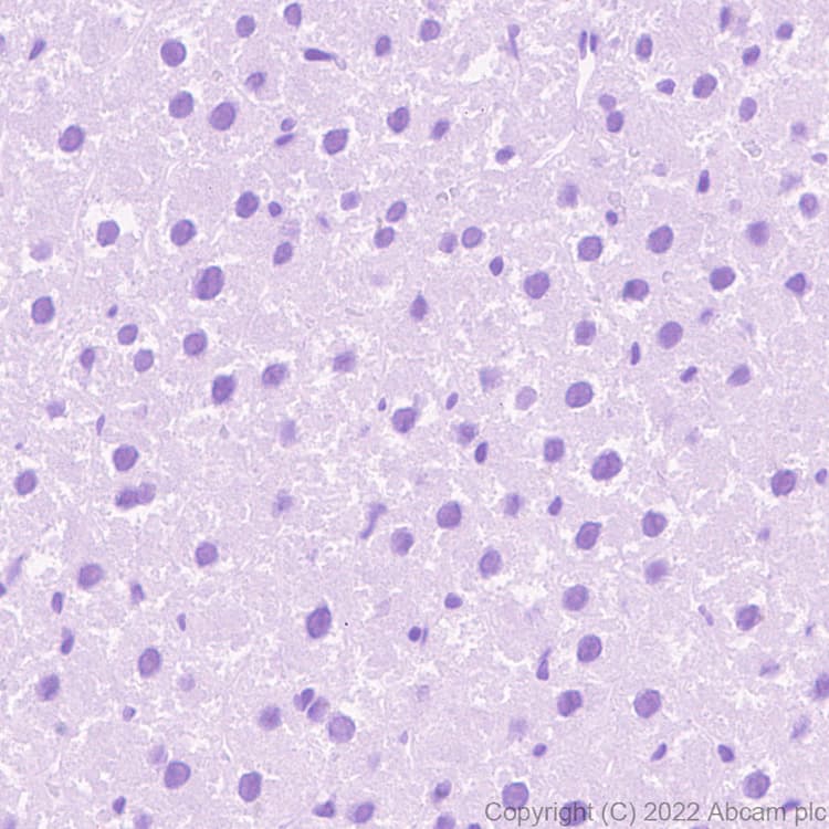 Anti-Sodium/Hydrogen Exchanger 3/NHE-3 antibody [EPR26951-3] - BSA and Azide free(AB307366)