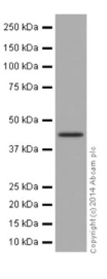 Ilkap Antibody Epr16145 Ab196013  Western Blot Img25235