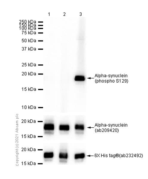 Anti-Alpha-synuclein (phospho S129) antibody [MJF-R13 (8-8)](AB168381)