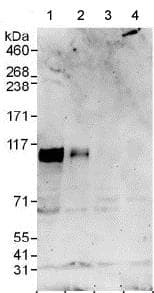 Sox6 Antibody Ab125196  Western Blot Img100679