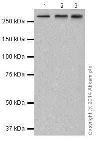 Anti-ATM antibody [EPR17059] - BSA and Azide free(AB232588)