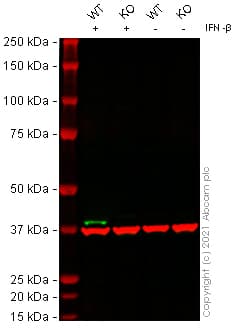 Human Oas1 Knockout A549 Cell Line Ab267107  Western Blot Img164644
