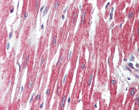 Anti-PLCL1 antibody - N-terminal(AB228627)