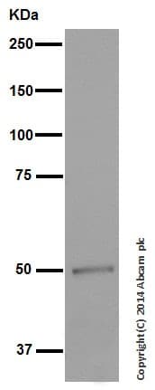 Anti-Vitamin D Receptor antibody [EPR4552] - ChIP Grade(AB109234)