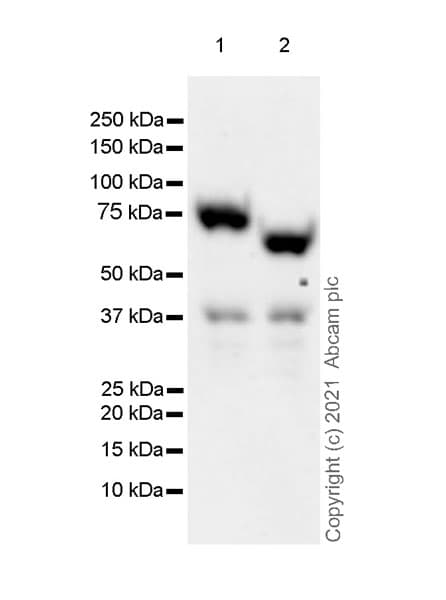 Anti-IL2 Receptor beta/p75 antibody [EPR24336-29](AB271040)