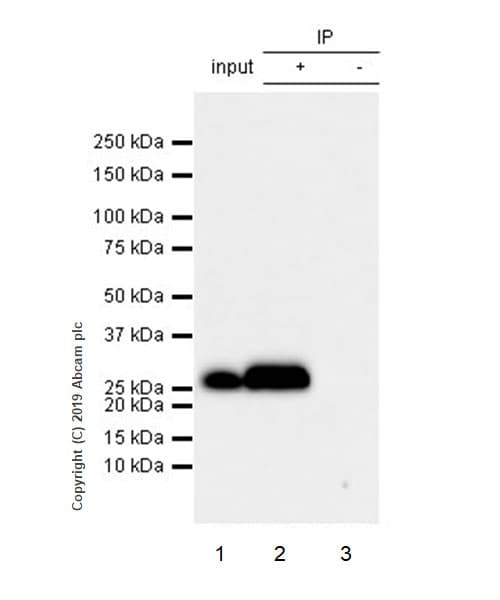 Anti-Myelin oligodendrocyte glycoprotein antibody [EPR22629-310] - BSA and Azide free(AB255266)