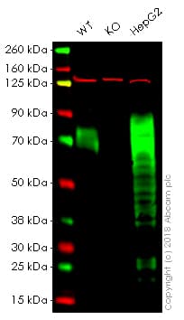 Granulin Antibody Epr15864 Low Endotoxin Azide Free Ab225532  Western Blot Img2806