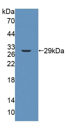 Anti-FPGS antibody(ab231540)