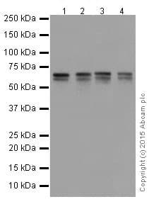 Gatad2a Antibody Epr18252 Ab188472  Western Blot Img11560