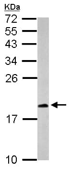 Anti-CXCL14 antibody(AB137541)