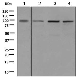 Anti-OSBPL9 antibody [EPR9333] - BSA and Azide free(AB249015)
