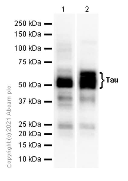 Anti-Tau antibody [EP2456Y](AB76128)