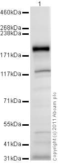 Sall1 Antibody Ab31526  Western Blot Img56084