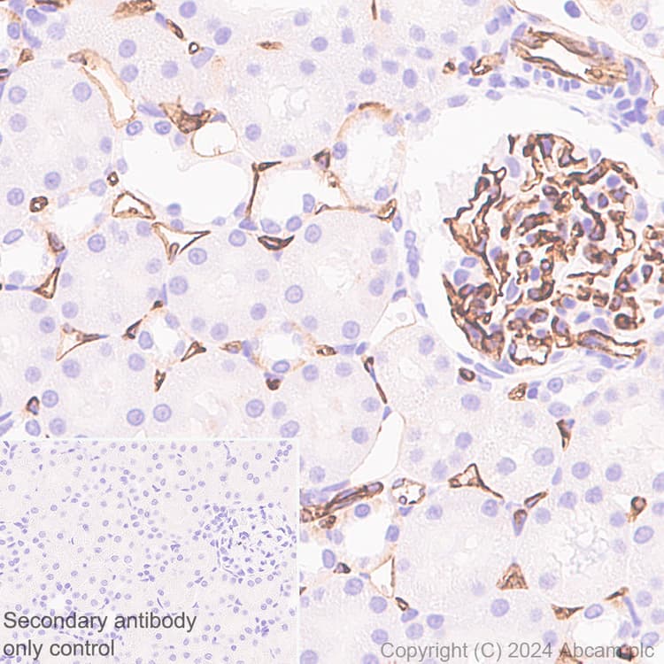 Cd34 Antibody Rm2052 Bsa And Azide Free Ab317589  Immunohistochemistry Formalin Pfa Fixed Paraffin Embedded Sections Img431385