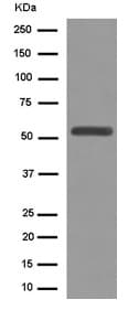 Anti-ROR beta/RORB antibody [EPR15552] - N-terminal(AB187657)