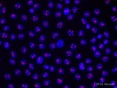 Nucleolin Antibody 364 5 Ab136649  Immunocytochemistry Immunofluorescence Img64048
