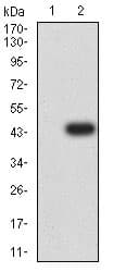 Anti-CD66b antibody [2F12E8](AB233811)