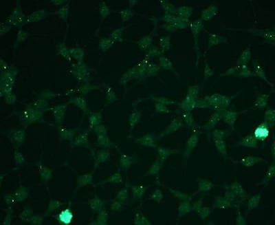 Anti-Erk1 (pT202/pY204) + Erk2 (pT185/pY187) antibody [G15-B](AB136926)
