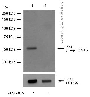 Anti-IRF3 (phospho S386) antibody [EPR2346](AB76493)