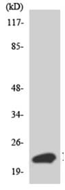 C11orf17 Antibody Ab135996  Western Blot Img81148