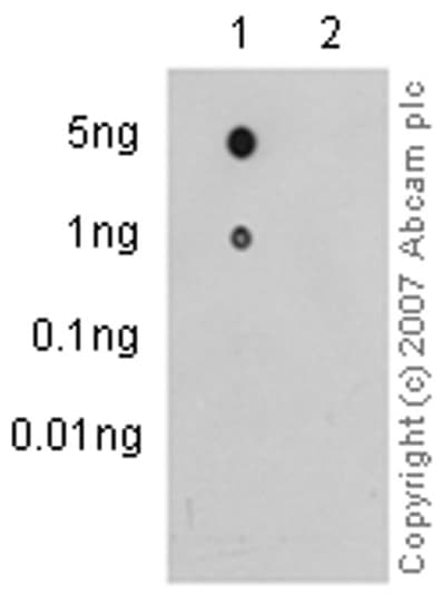 Synapsin I Phospho S9 Antibody Ep2162y Ab76260  Dot Blot Img11672