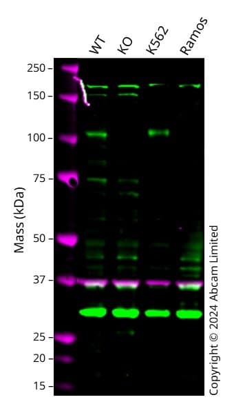 Sema4c Semai Antibody Epr27116 147 Ab312842  Western Blot Img435364