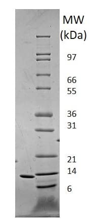 Recombinant human Leptin protein (Animal Free)(AB222359)