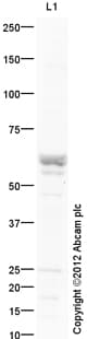 Klf4 Antibody Ab129473  Western Blot Img85054
