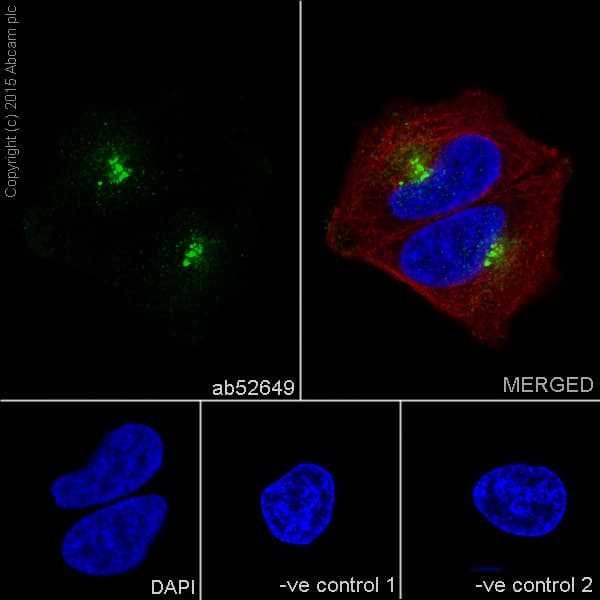 Anti-GM130 antibody [EP892Y] - cis-Golgi Marker(AB52649)