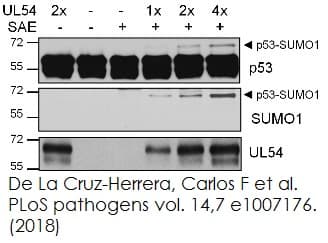 SUMOylation Assay Kit(AB139470)