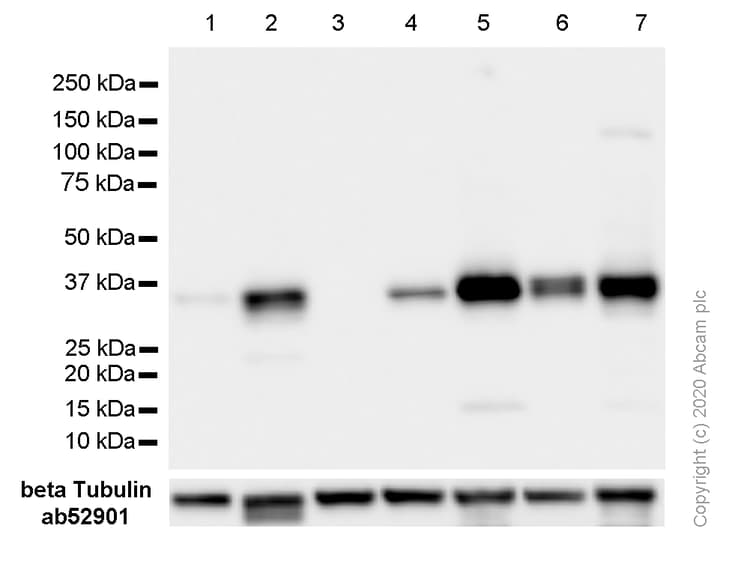 Anti-Cyclin D1 antibody [SP4](AB16663)