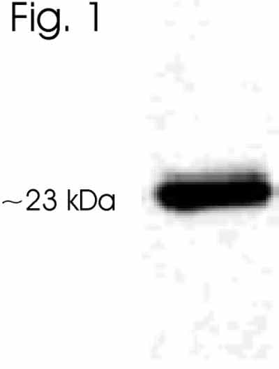 Anti-AANAT antibody(ab3506)