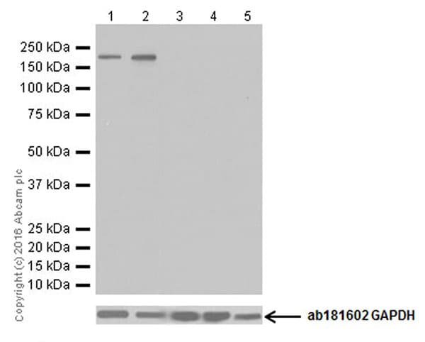 Anti-NMDAR2B antibody [EPR19295] - BSA and Azide free(AB250711)